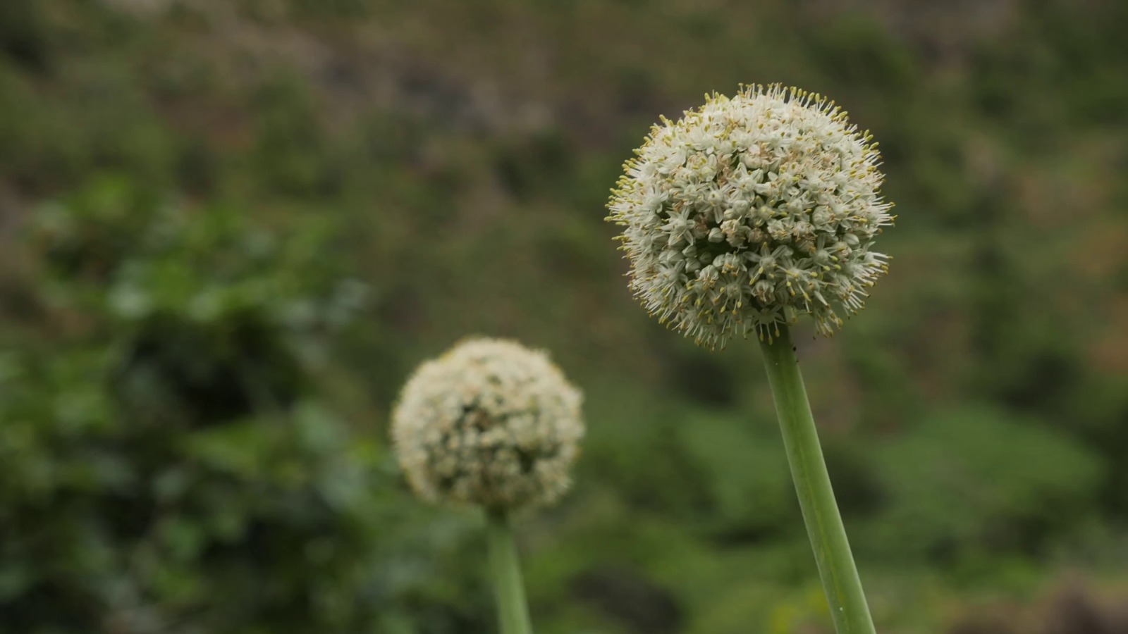 Agri India Seeds contact Pune Maharashtra